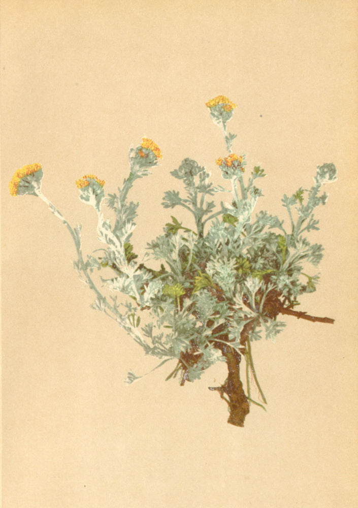 ALPENFLORA ALPINE FLOWERS. Artemisia glacialis L-Gletscher-Beifuss 1897 print